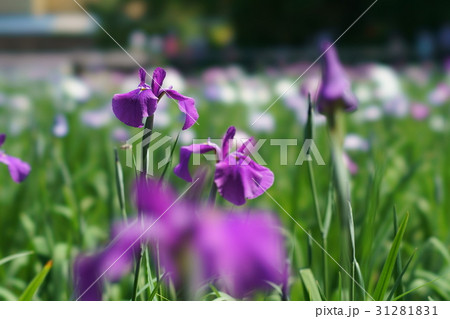 花菖蒲 花菖蒲 31281831