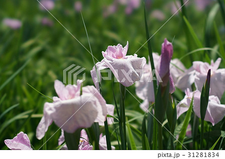 花菖蒲 花菖蒲 31281834