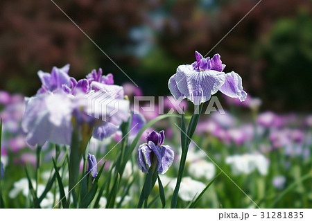 花菖蒲 31281835