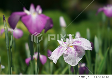 花菖蒲 31281838