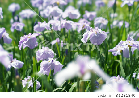 花菖蒲 花菖蒲 31281840