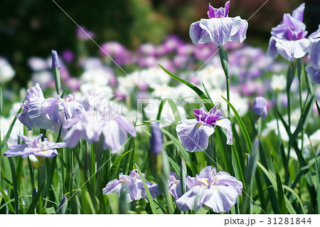 花菖蒲 31281844
