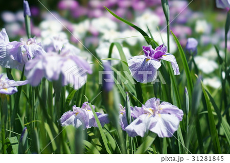 花菖蒲 31281845