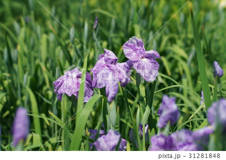 花菖蒲 31281848