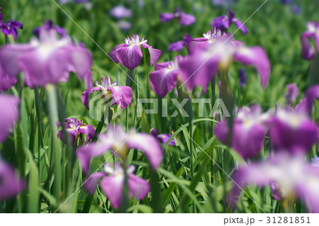 花菖蒲 31281851