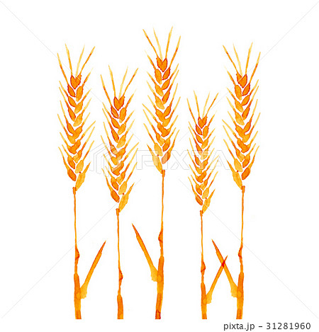 麦の穂 水彩 イラストのイラスト素材 31281960 Pixta