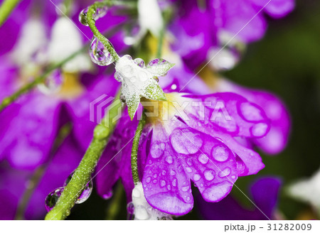 Fresh purple flower with dewdrops closeup.  31282009