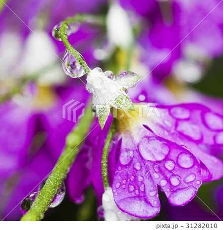Fresh purple flower with dewdrops closeup. Fresh purple flower with dewdrops closeup. 31282010
