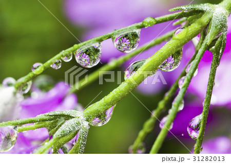 Fresh purple flower with dewdrops closeup.  31282013