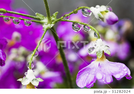 Fresh purple flower with dewdrops closeup. Fresh purple flower with dewdrops closeup. 31282024