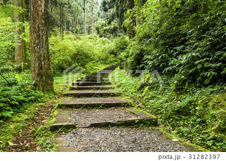 Stone stair in green forest 31282397