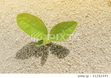 Young green plant isolated Young green plant isolated 31282445