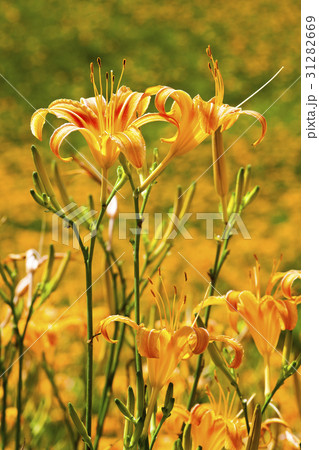 daylily flower mountain of eastern Taiwan. daylily flower mountain of eastern Taiwan. 31282669