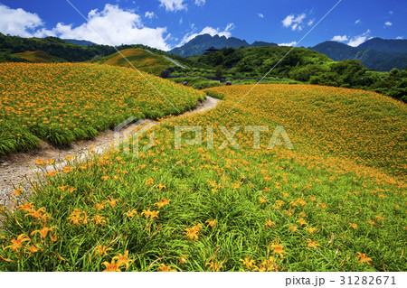 daylily flower mountain of eastern Taiwan. 31282671