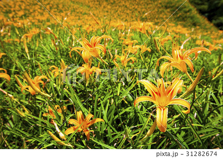 daylily flower mountain of eastern Taiwan. 31282674