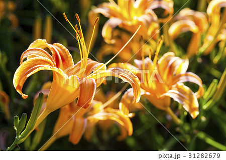 daylily flower mountain of eastern Taiwan. daylily flower mountain of eastern Taiwan. 31282679