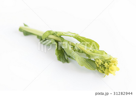 ナバナ シンプル・白バックの写真 31282944