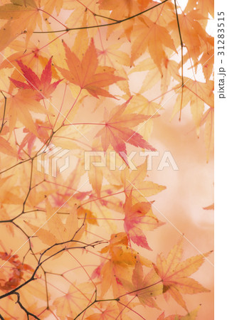 紅葉 紅葉 31283515