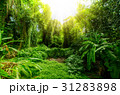 Tropical forest, trees in sunlight and rain 31283898