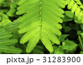 Closeup image of green leaf, background 31283900