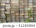 Flowers on a brick wall 31283904