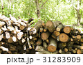 The tree was cut together. Tree background blurred 31283909
