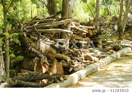 tree was cut together down the roadside. 31283910