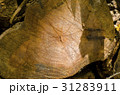 Tree cut, year tree, Inside the wood 31283911