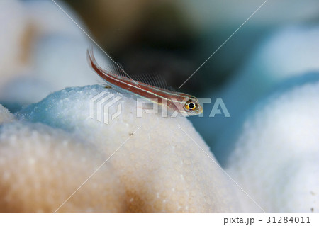白化したコブハマサンゴに住むタテジマヘビギンポ 31284011