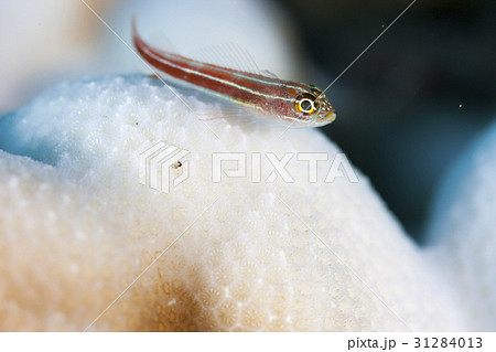 白化したコブハマサンゴに住むタテジマヘビギンポ 白化したコブハマサンゴに住むタテジマヘビギンポ 31284013