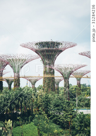 supertree grove in garden by the bay - singapore supertree grove in garden by the bay - singapore 31284236