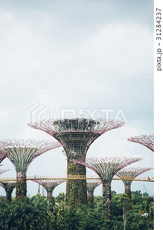 supertree grove in garden by the bay - singapore supertree grove in garden by the bay - singapore 31284237