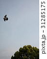 鳩と空と木 31285175