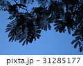 青空と枝葉のシルエット 31285177
