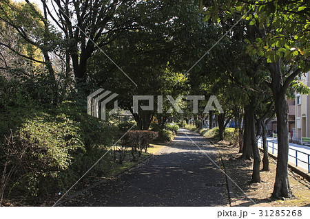 南前堀緑地(東京都大田区) 南前堀緑地(東京都大田区) 31285268