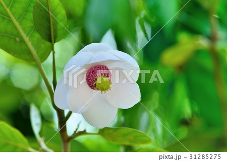 オオヤマレンゲ 31285275