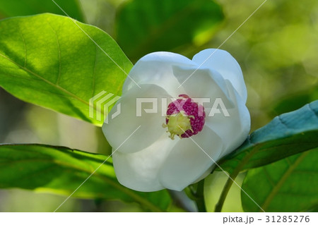 オオヤマレンゲ 31285276