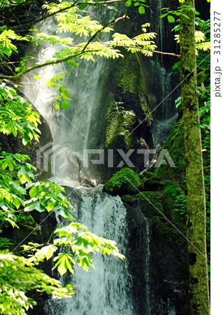 奥入瀬渓流 雲井の滝 新緑と木漏れ日 31285277