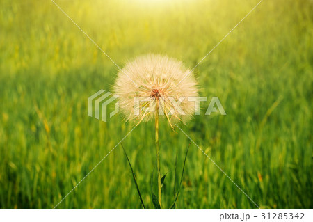 Dandelion seeds in the morning sunlight Dandelion seeds in the morning sunlight 31285342