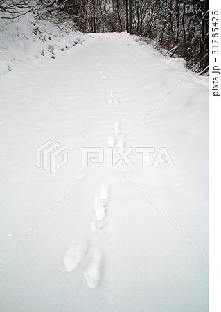 雪面のノウサギの足跡　只見町毘沙沢林道 31285426
