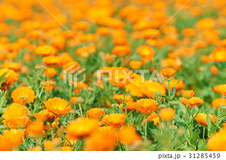 一面のキンセンカ 一面のキンセンカ 31285459