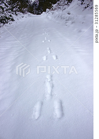 雪面のノウサギの足跡　只見町毘沙沢林道 31285569