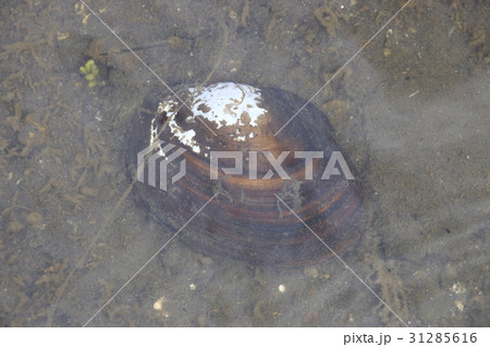 メンカラスガイ メンカラスガイ 31285616