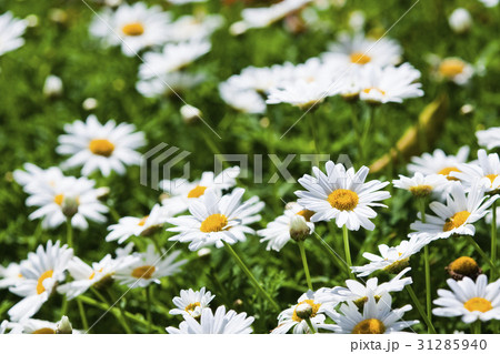 daisy flowers on the nature, outdoor garden 31285940