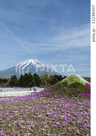 富士芝桜 31286407