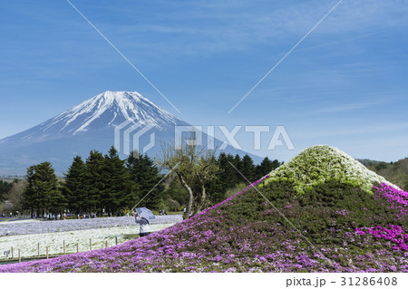 富士芝桜 31286408