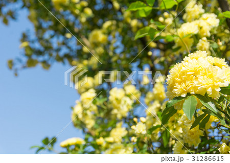 モッコウバラ 31286615