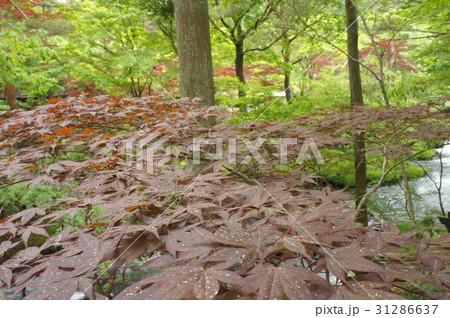 清流と紅葉 清流と紅葉 31286637