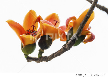 Bombax ceiba 31287002