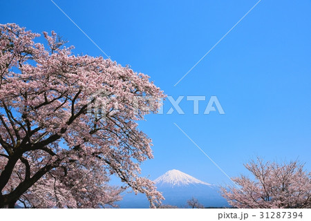 富士山と桜 31287394